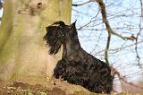 SCOTTISH TERRIER 078